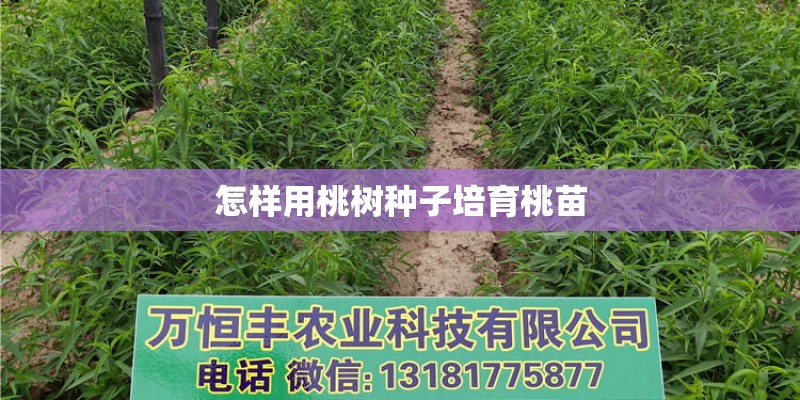 怎样用桃树种子培育桃苗