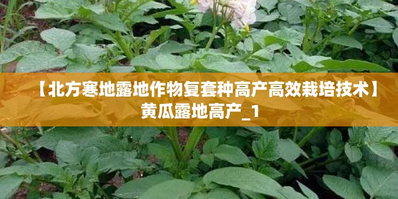 【北方寒地露地作物复套种高产高效栽培技术】黄瓜露地高产_1 【北方寒地露地作物复套种高产高效栽培技术】黄瓜露地高产_1