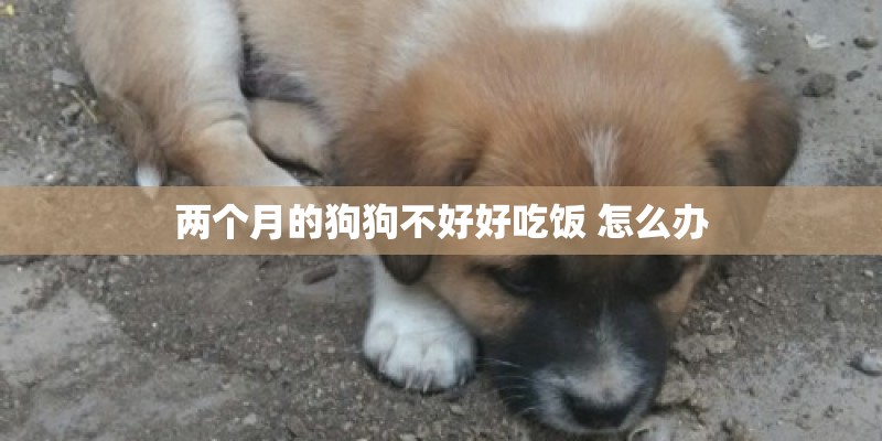 两个月的狗狗不好好吃饭 怎么办