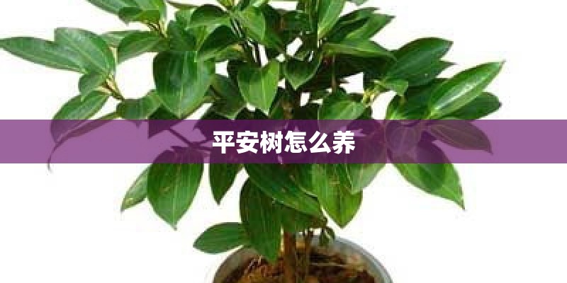 平安树怎么养