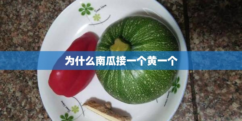 为什么南瓜接一个黄一个