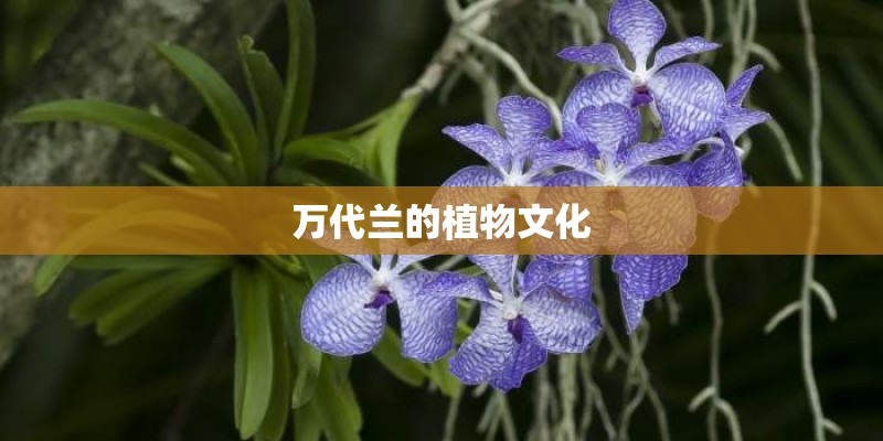 万代兰的植物文化