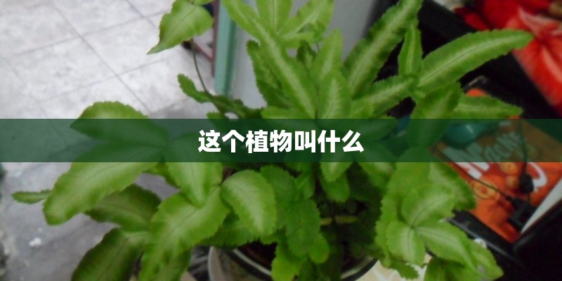 平遥今天24小时的天气怎么样