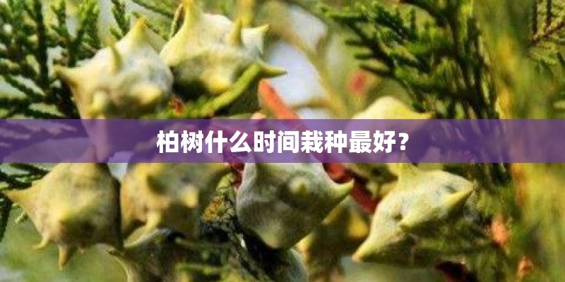 柏树什么时间栽种最好？