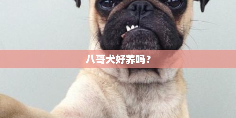 八哥犬好养吗？