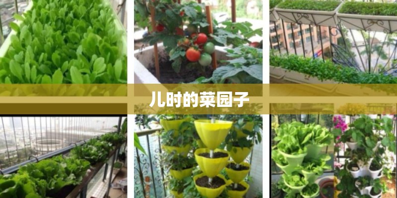儿时的菜园子