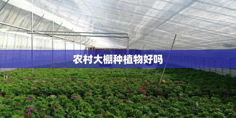 农村大棚种植物好吗