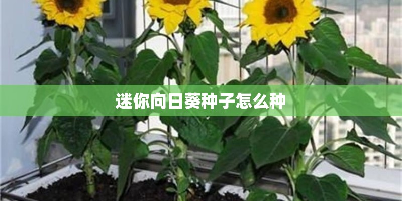 迷你向日葵种子怎么种