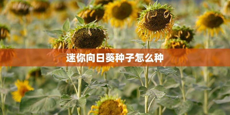 迷你向日葵种子怎么种