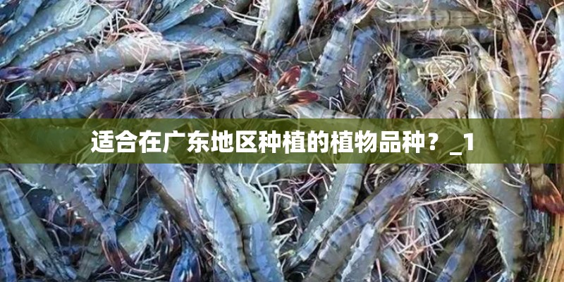 适合在广东地区种植的植物品种？_1