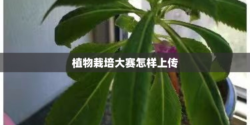 植物栽培大赛怎样上传