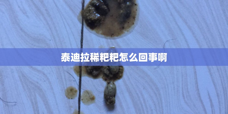泰迪拉稀粑粑怎么回事啊