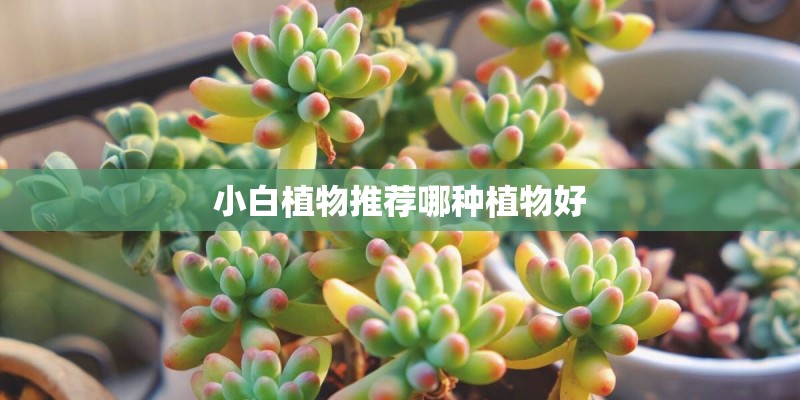 小白植物推荐哪种植物好