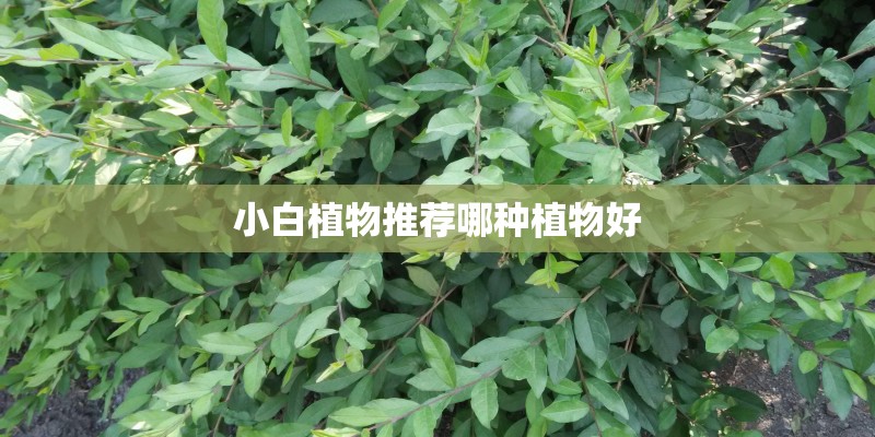 小白植物推荐哪种植物好