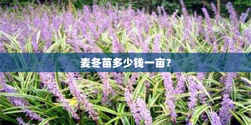 麦冬苗多少钱一亩？