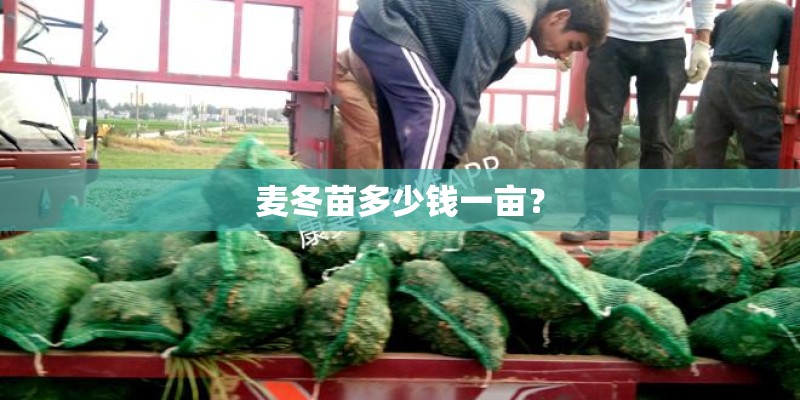 麦冬苗多少钱一亩？
