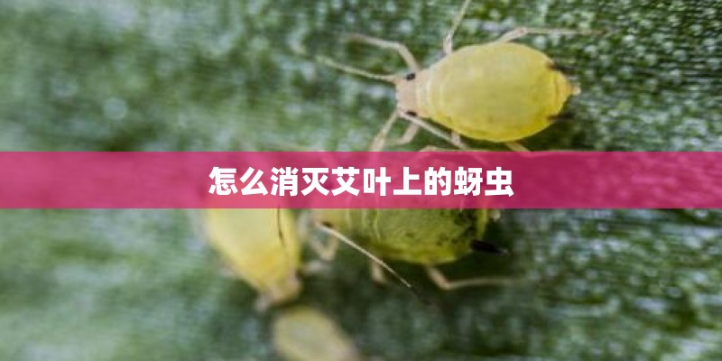 怎么消灭艾叶上的蚜虫