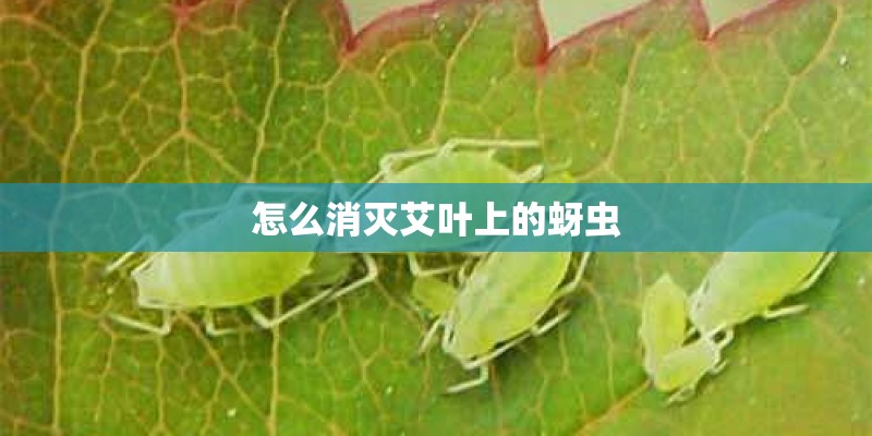 怎么消灭艾叶上的蚜虫