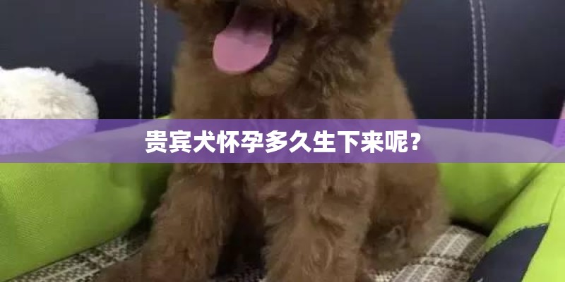 贵宾犬怀孕多久生下来呢？
