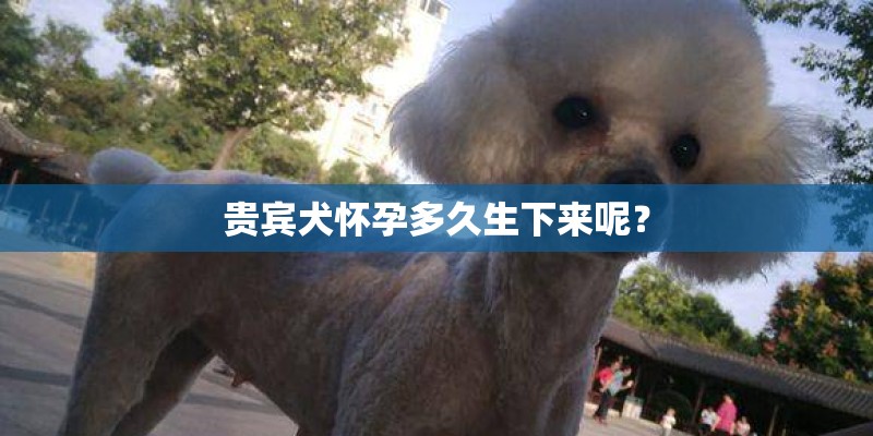 贵宾犬怀孕多久生下来呢？