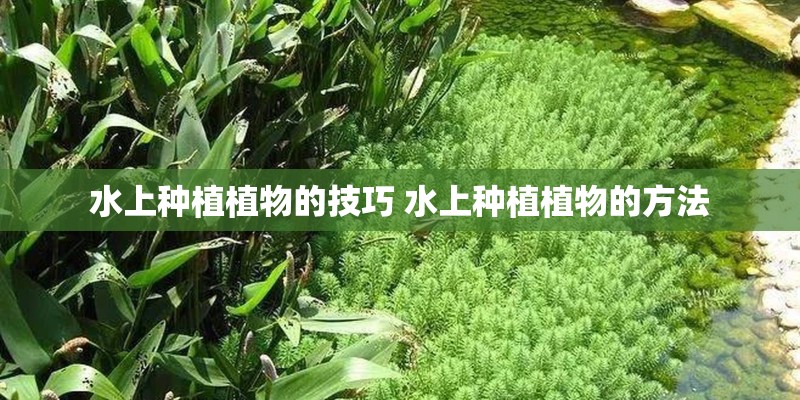 水上种植植物的技巧 水上种植植物的方法