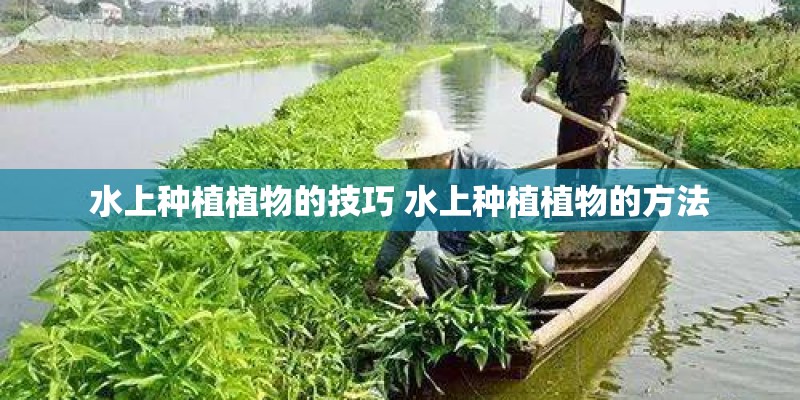 水上种植植物的技巧 水上种植植物的方法