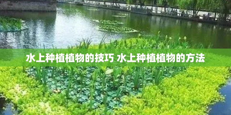 水上种植植物的技巧 水上种植植物的方法