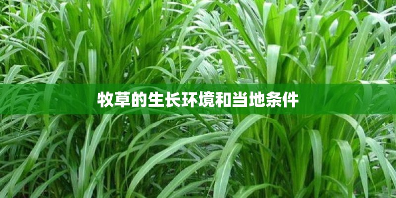 牧草的生长环境和当地条件