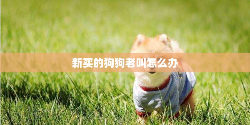 新买的狗狗老叫怎么办