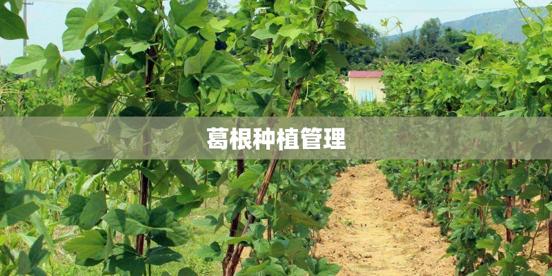 葛根种植管理