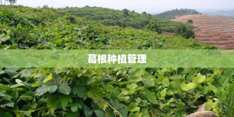 葛根种植管理