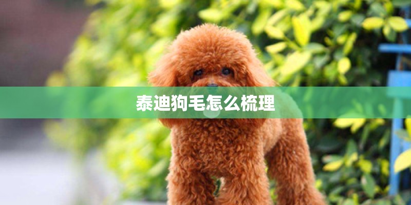 泰迪狗毛怎么梳理