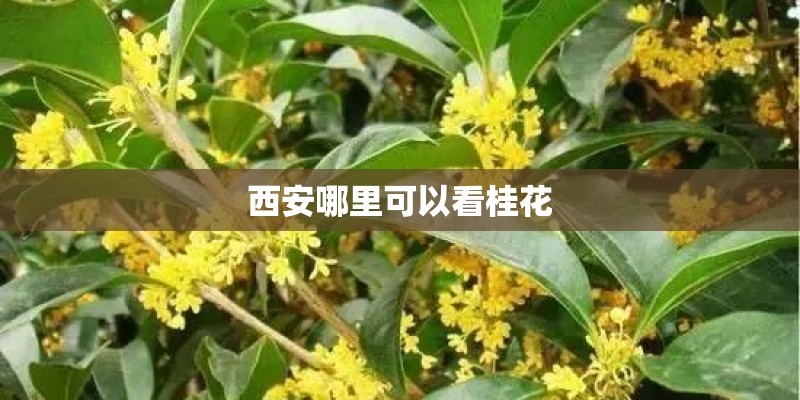 西安哪里可以看桂花
