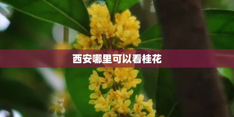 西安哪里可以看桂花