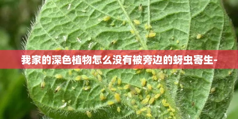 我家的深色植物怎么没有被旁边的蚜虫寄生-