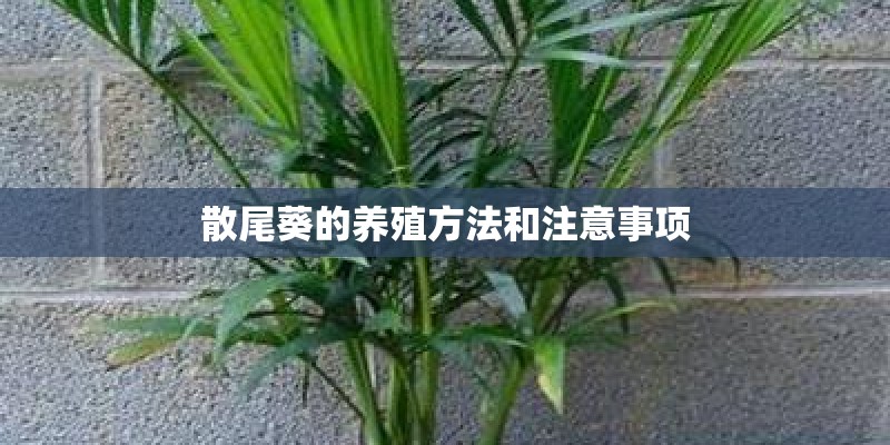 散尾葵的养殖方法和注意事项