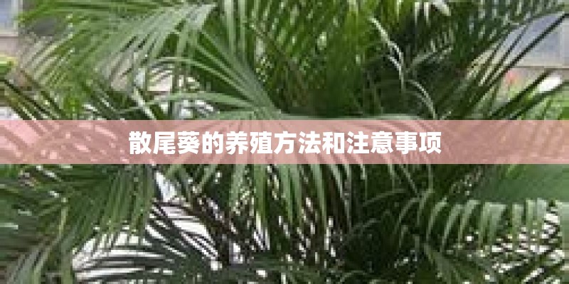 散尾葵的养殖方法和注意事项
