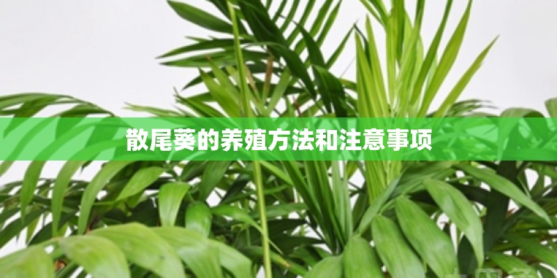 散尾葵的养殖方法和注意事项