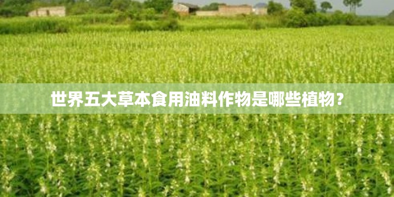 辣木苗在江西能种植吗-