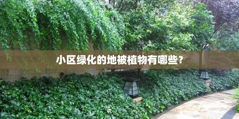 小区绿化的地被植物有哪些？