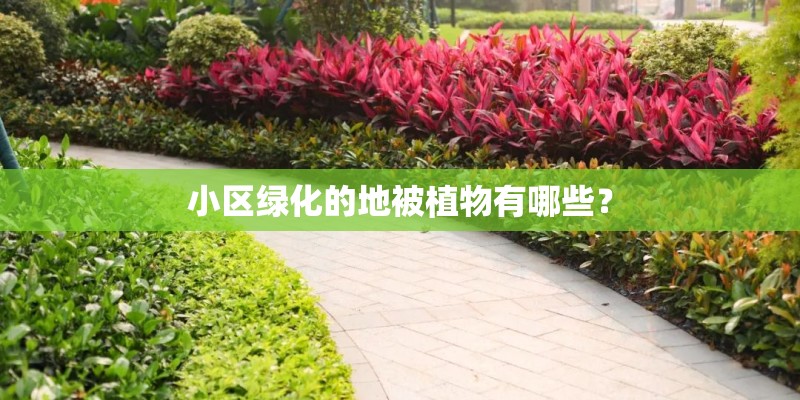小区绿化的地被植物有哪些？