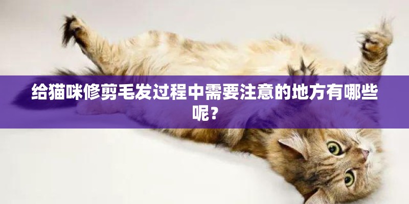 给猫咪修剪毛发过程中需要注意的地方有哪些呢? 给猫咪修剪毛发过程中需要注意的地方有哪些呢?