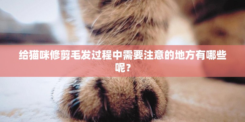 给猫咪修剪毛发过程中需要注意的地方有哪些呢？