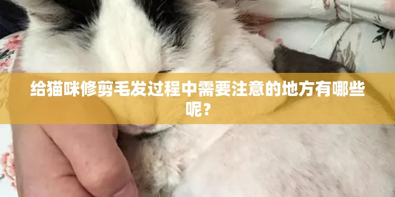 给猫咪修剪毛发过程中需要注意的地方有哪些呢? 给猫咪修剪毛发过程中需要注意的地方有哪些呢?