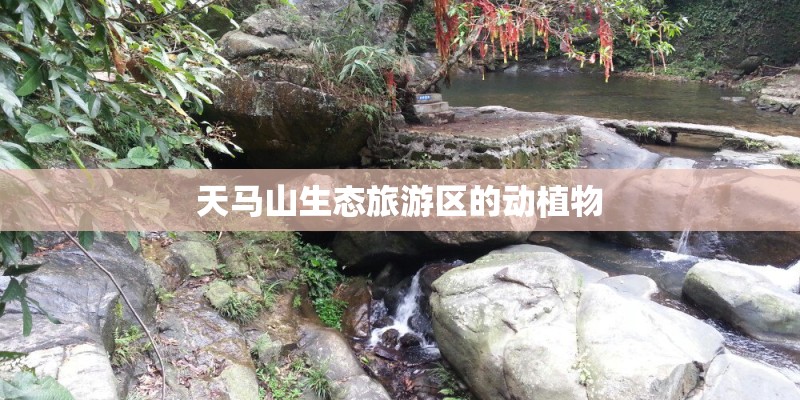 天马山生态旅游区的动植物