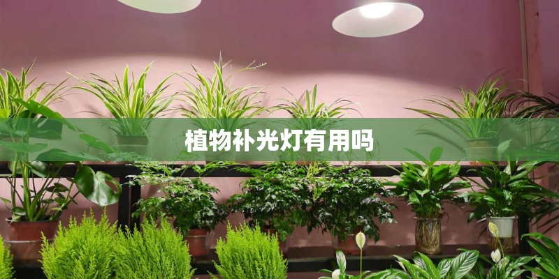 植物补光灯有用吗
