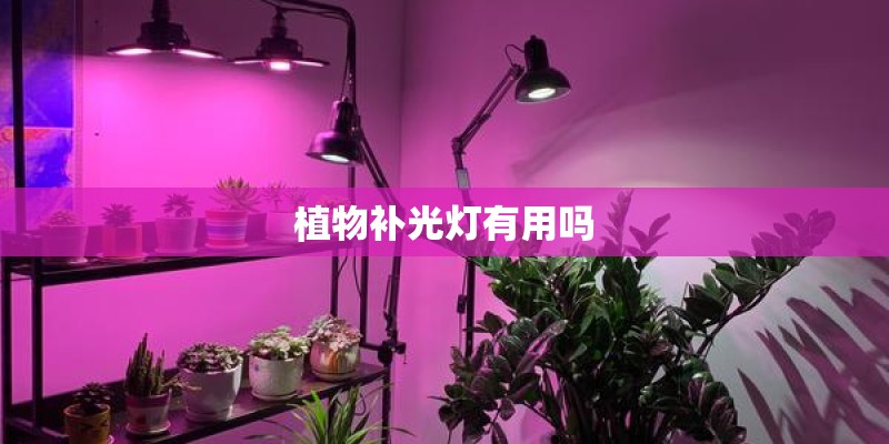 植物补光灯有用吗