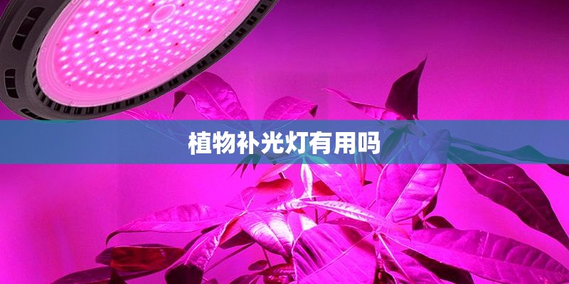 植物补光灯有用吗