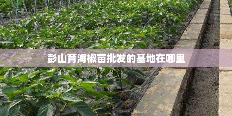 彭山育海椒苗批发的基地在哪里