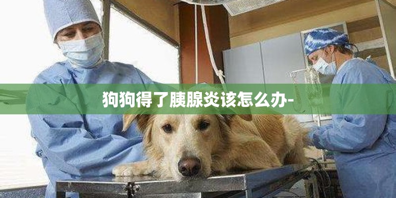 狗狗得了胰腺炎该怎么办-